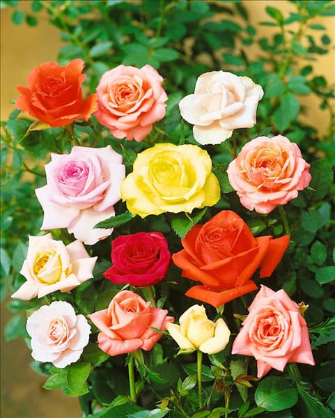 Rosa Kordana mixed Large
