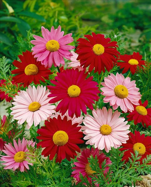 Tanacetum coccineum
