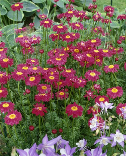 Tanacetum coccineum Robinson