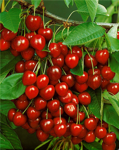 Prunus avium 'Basler Langstieler'