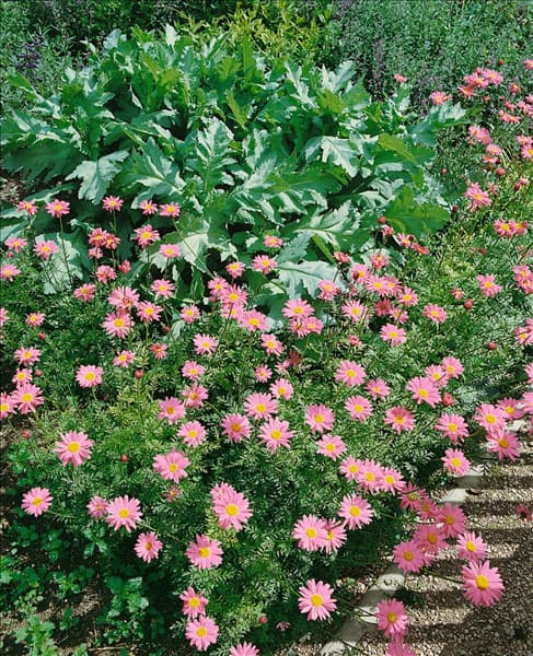 Tanacetum coccineum Robinson Rose