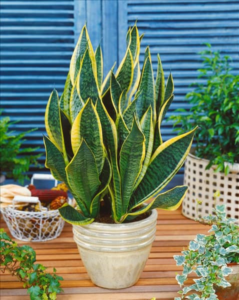 Sansevieria trifasciata Laurentii
