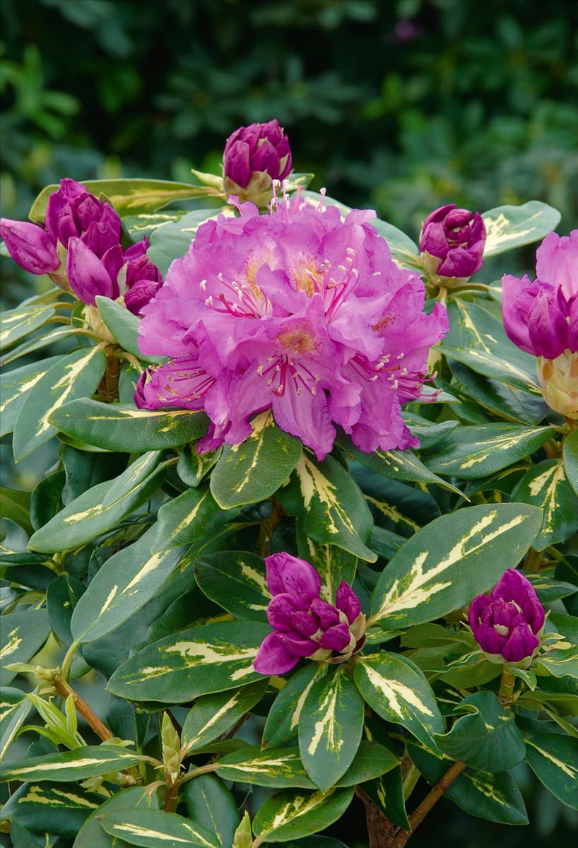 Rhododendron Hybride Goldflimmer