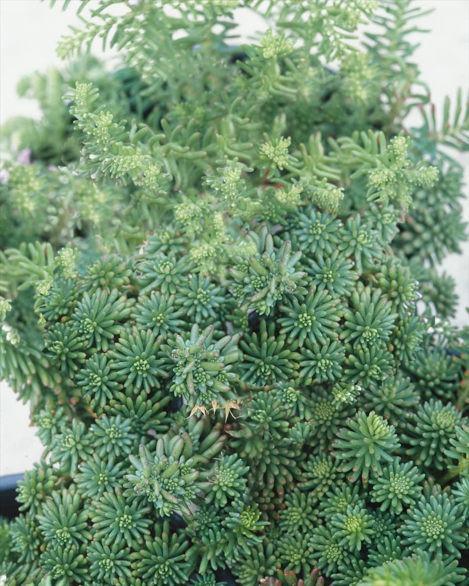 Sedum forsterianum Oracle