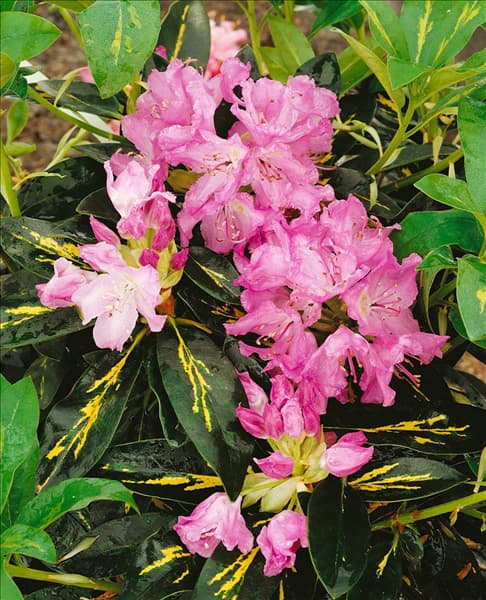 Rhododendron Goldflimmer