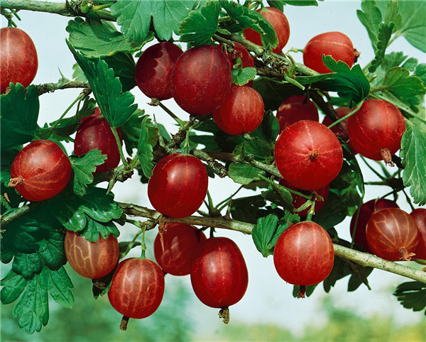 Ribes uva-crispa var. sativum Rote Triumph