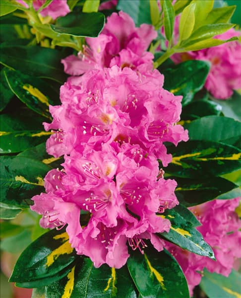 Rhododendron Goldflimmer