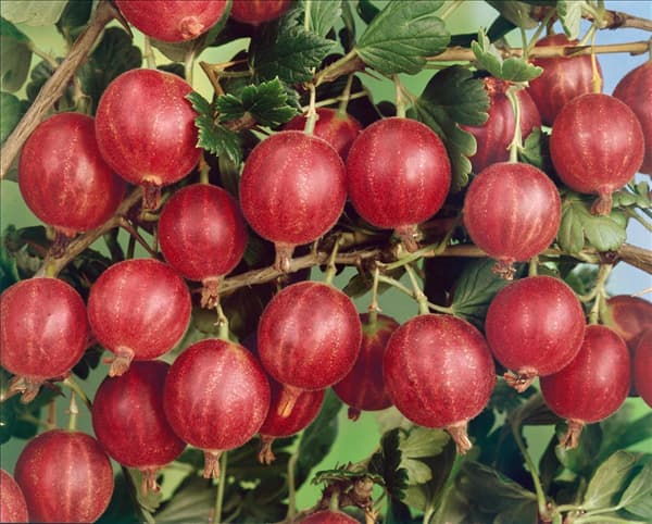 Ribes uva-crispa var. sativum Winhams Industry