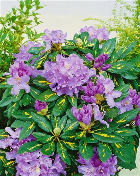 Rhododendron Goldflimmer