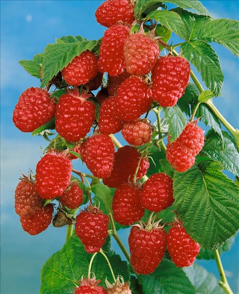 Rubus idaeus Schönemann