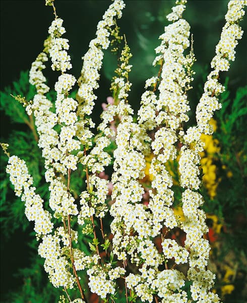 SPIRAEA X CINEREA GREFSHEIM