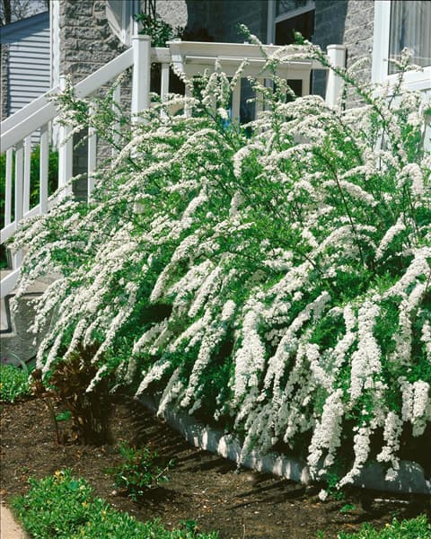 Spiraea cinerea Grefsheim