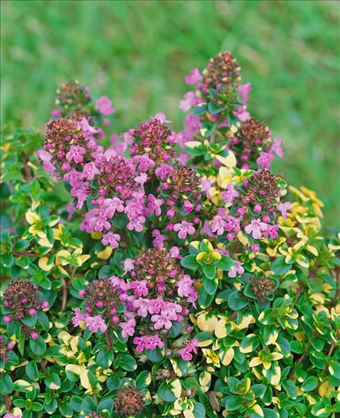 Thymus x citriodorus Doone Valley