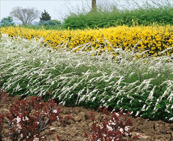 Spiraea X cinerea Grefsheim