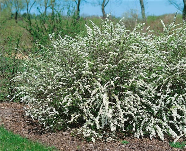 SPIRAEA X CINEREA GREFSHEIM