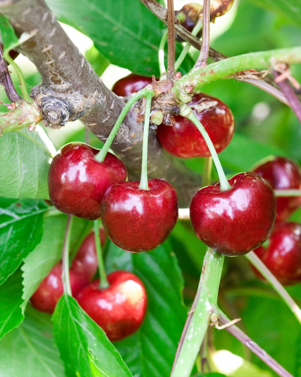 Prunus avium Burlat