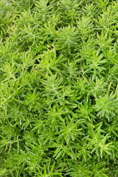 Sedum hakonense Lemon Ball