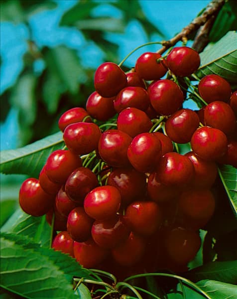 Prunus avium Burlat