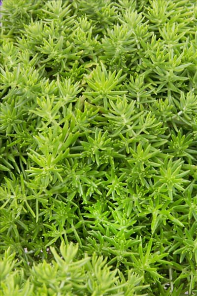 Sedum hakonense Lemon Ball