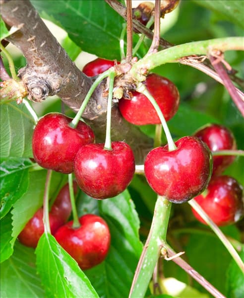 Prunus avium Burlat