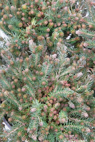 Sedum hakonense Chocolate Ball