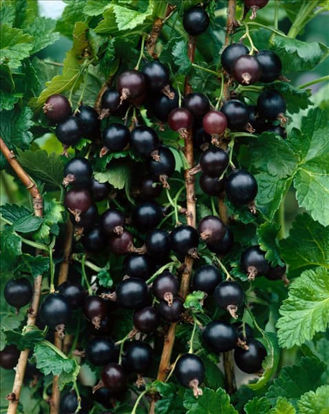 Ribes x culverwellii