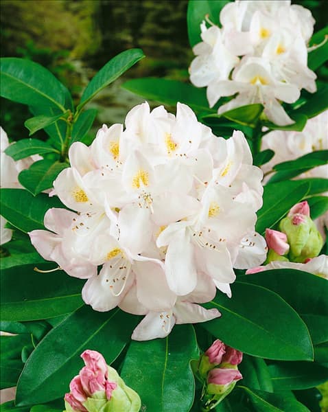 RHODODENDRON CATAWBIENSE GOMER WATERER