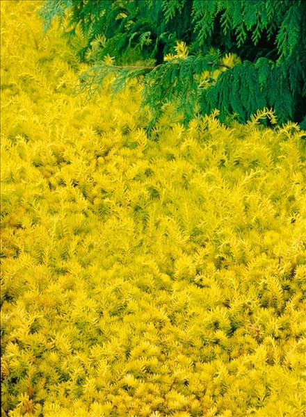 Sedum hakonense Lemon Ball