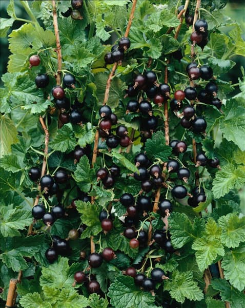 Ribes x culverwellii