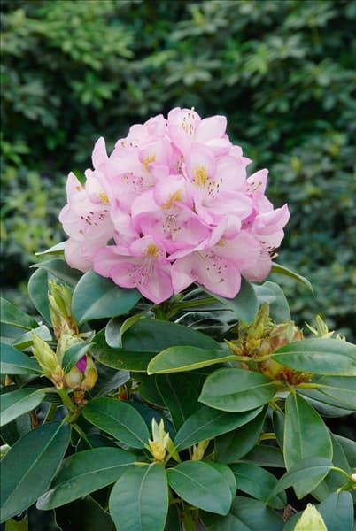Rhododendron Gomer Waterer