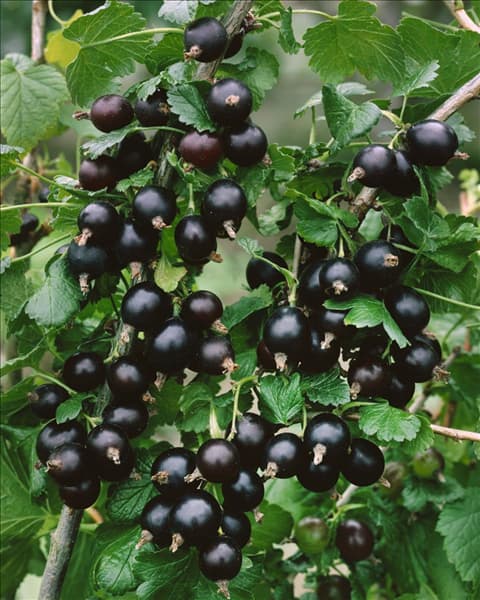 Ribes x culverwellii
