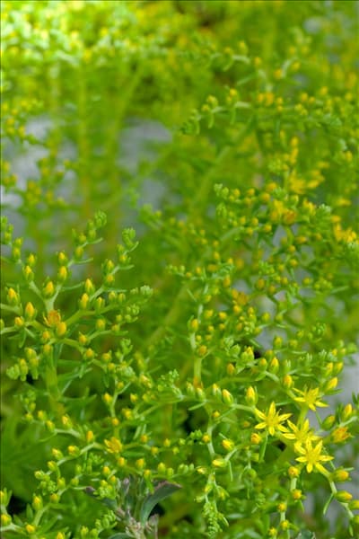 Sedum hakonense Lemon Ball