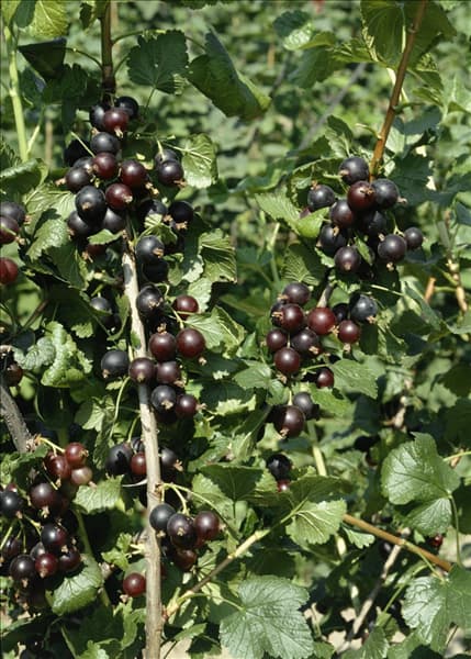 Ribes x culverwellii