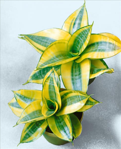 SANSEVIERIA TRIFASCIATA