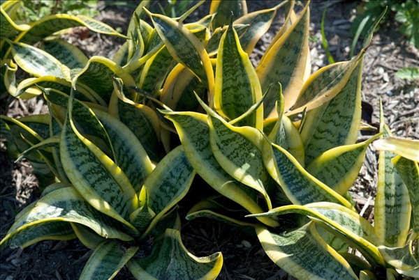 Sansevieria trifasciata Twisted Sister