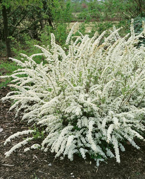 SPIRAEA X CINEREA GREFSHEIM
