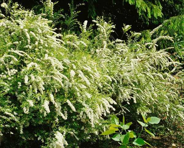 SPIRAEA X CINEREA GREFSHEIM