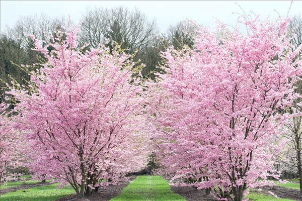 Prunus Accolade