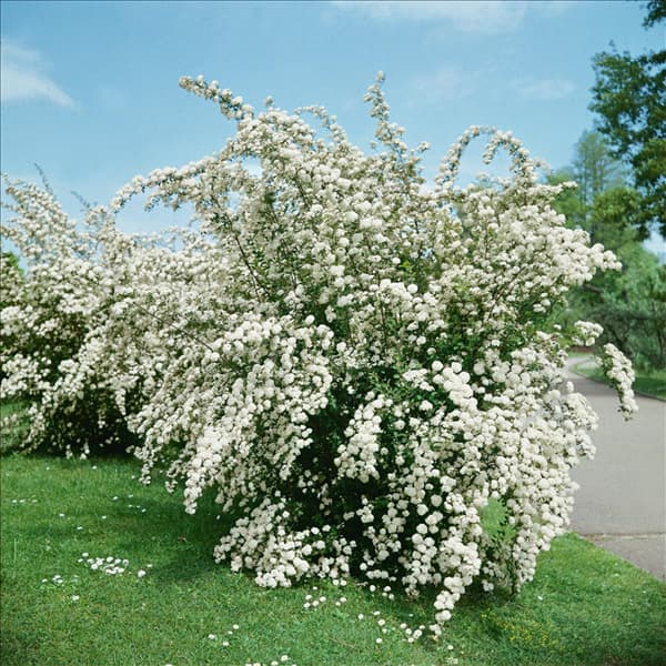 Spiraea x vanhouttei
