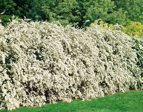 Spiraea x vanhouttei
