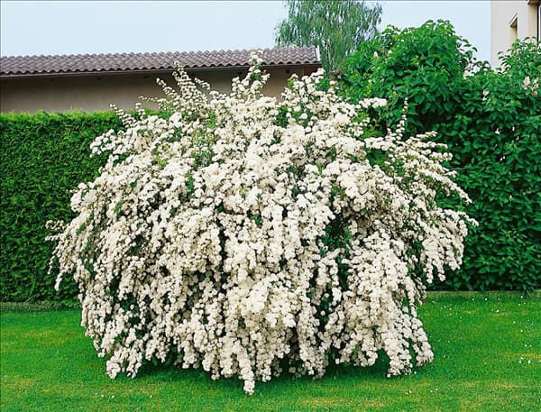 Spiraea x vanhouttei