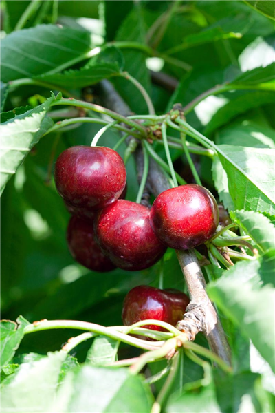Prunus avium Celeste ®