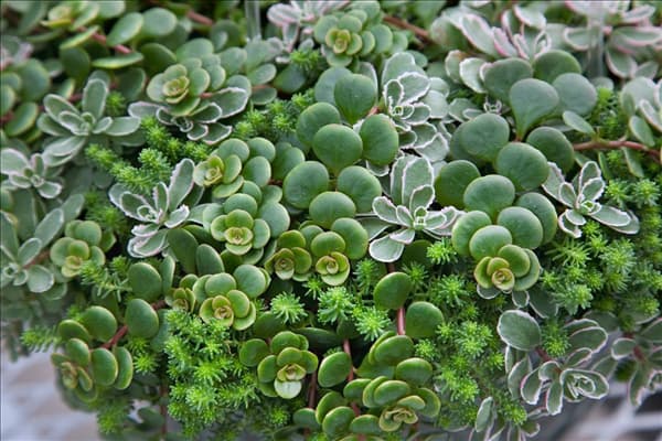 Sedum Mischung