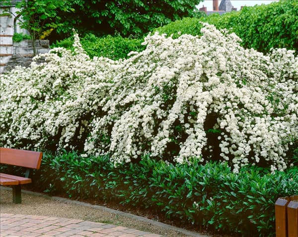 Spiraea x vanhouttei