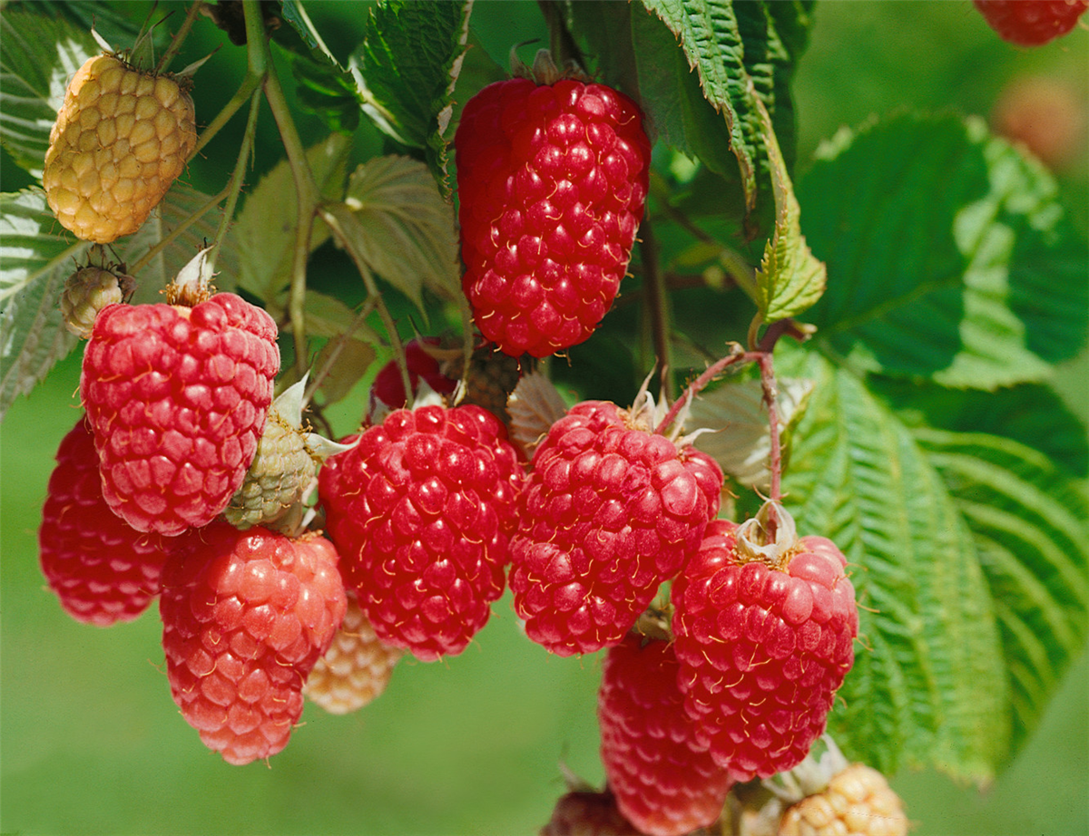 Rubus idaeus Himboqueen
