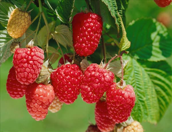 Rubus idaeus 'Himbo Queen'