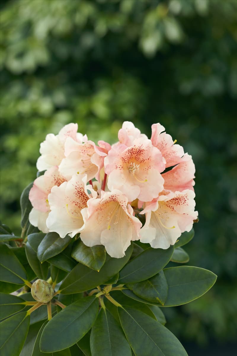 Rhododendron Berenike