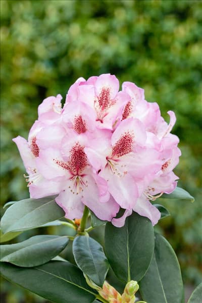 Rhododendron Wilhelm Bruns