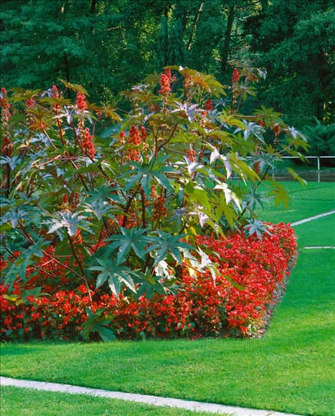 Ricinus communis