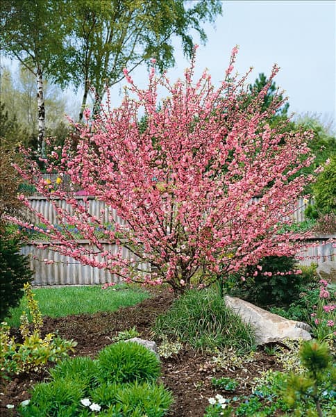 Prunus triloba